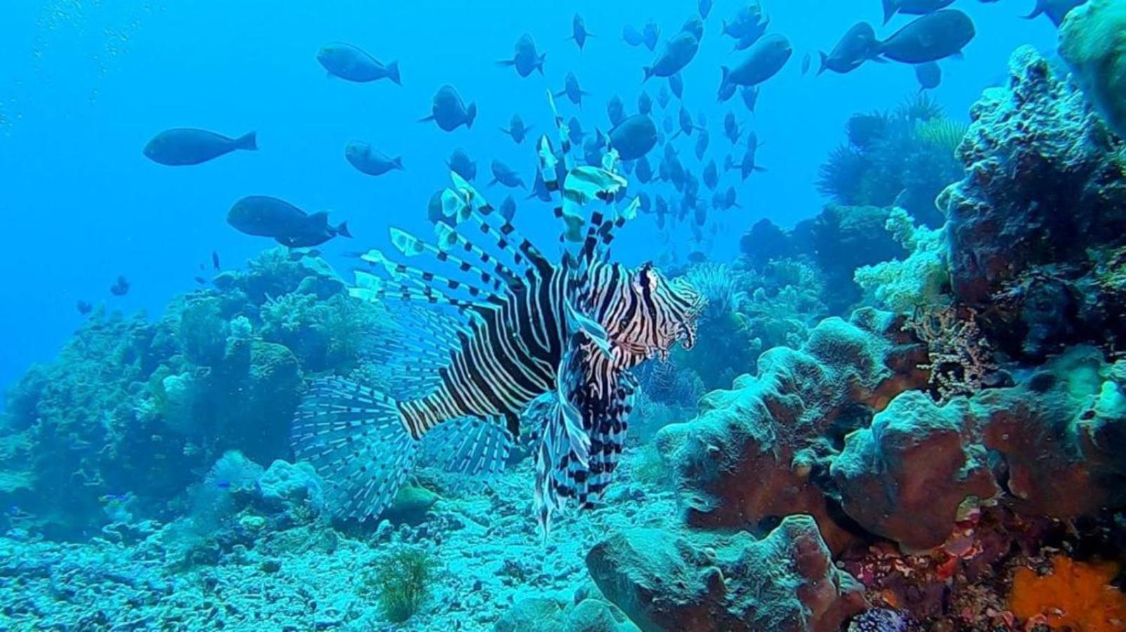 Sunia Loka Bungalows & Dive Center Pemuteran Dış mekan fotoğraf